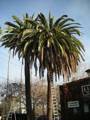The Czech Man Tree Service